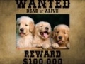 Wanted